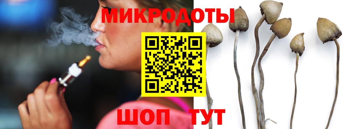 Галлюциногенные грибы Psilocybe Курганинск